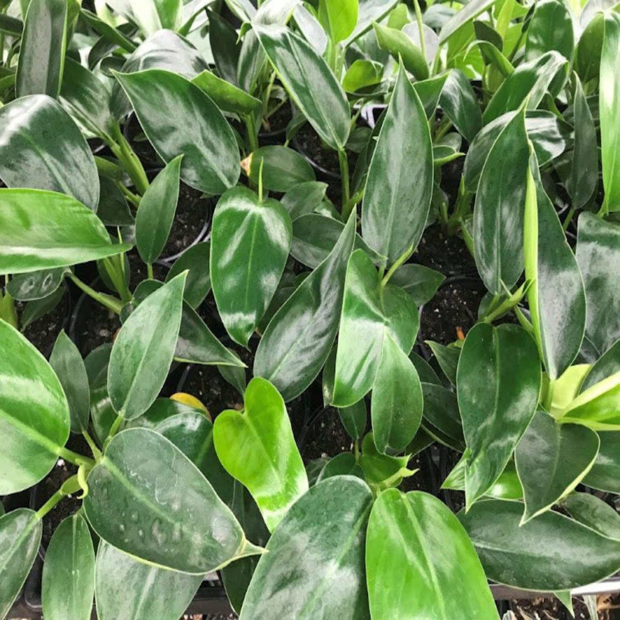 philodendron millions care Philodendron 'Millions'- The Australian Plant Shop