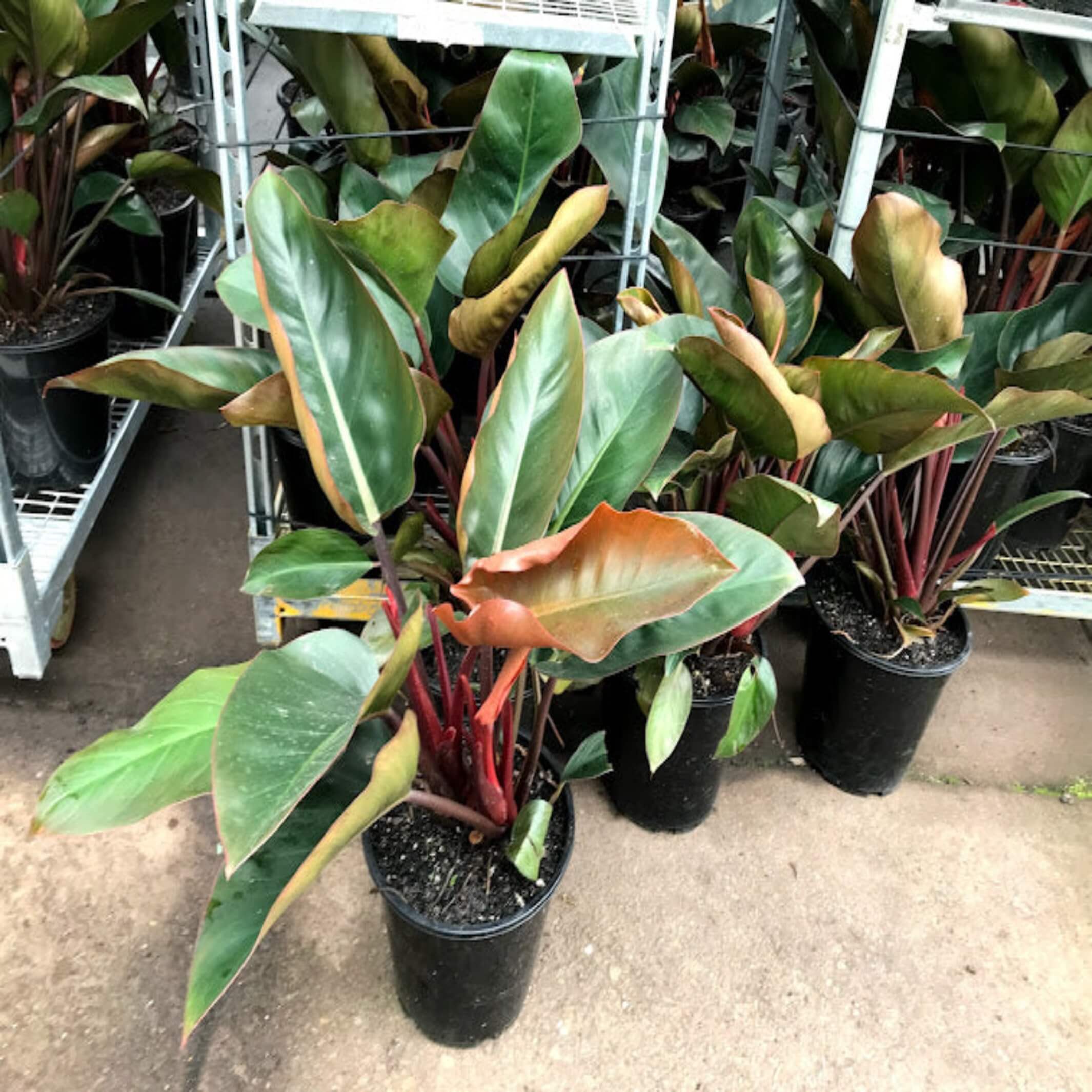dwarf red congo philodendron Philodendron 'Rojo Congo'- The Australian Plant Shop