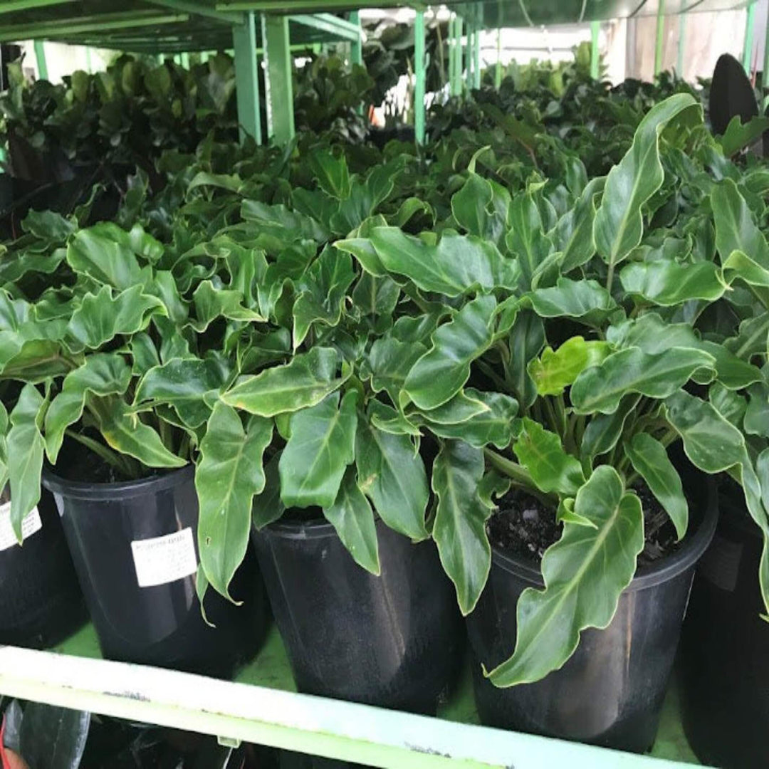 philodendron xanadu 200 mm