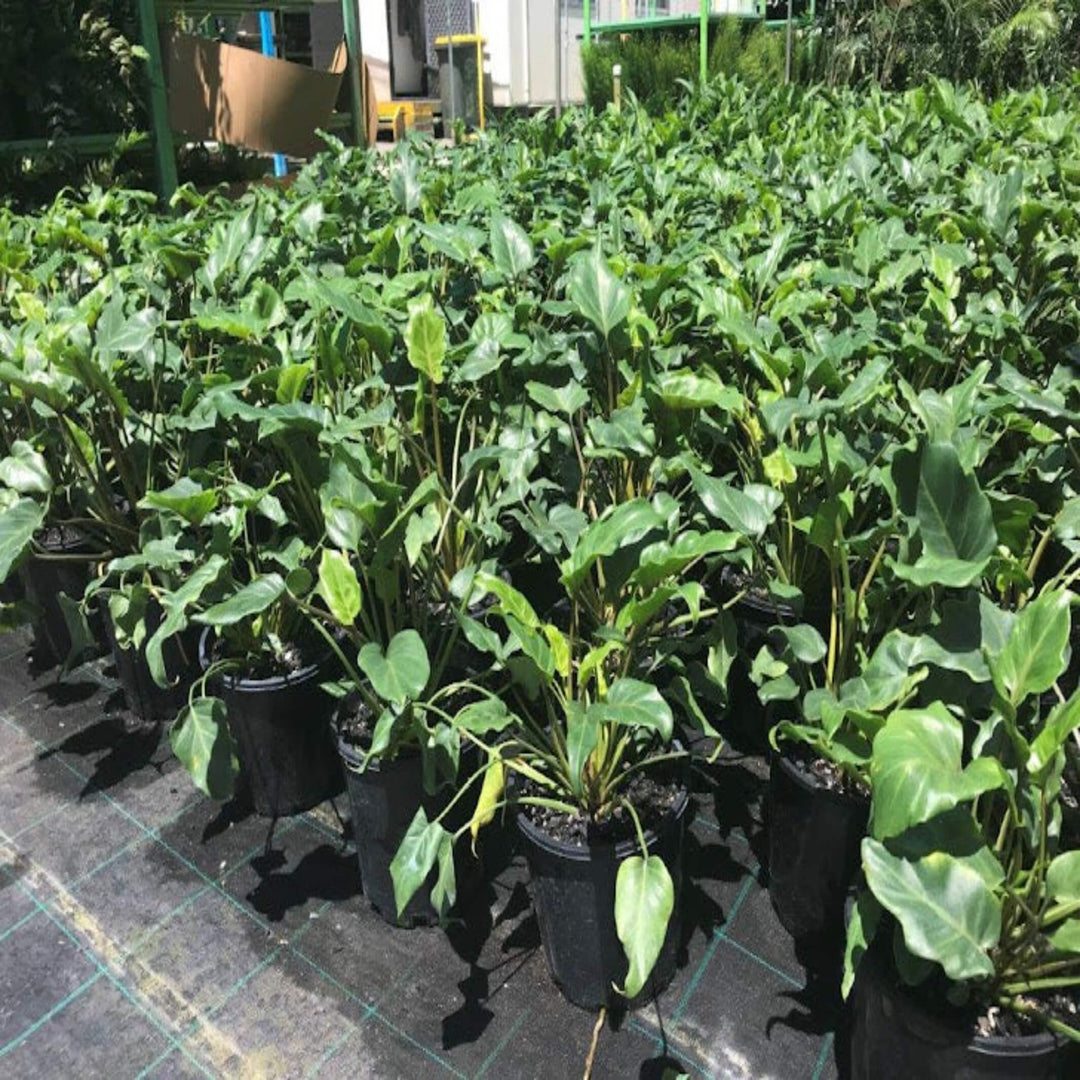 philodendron xanadu 300 mm