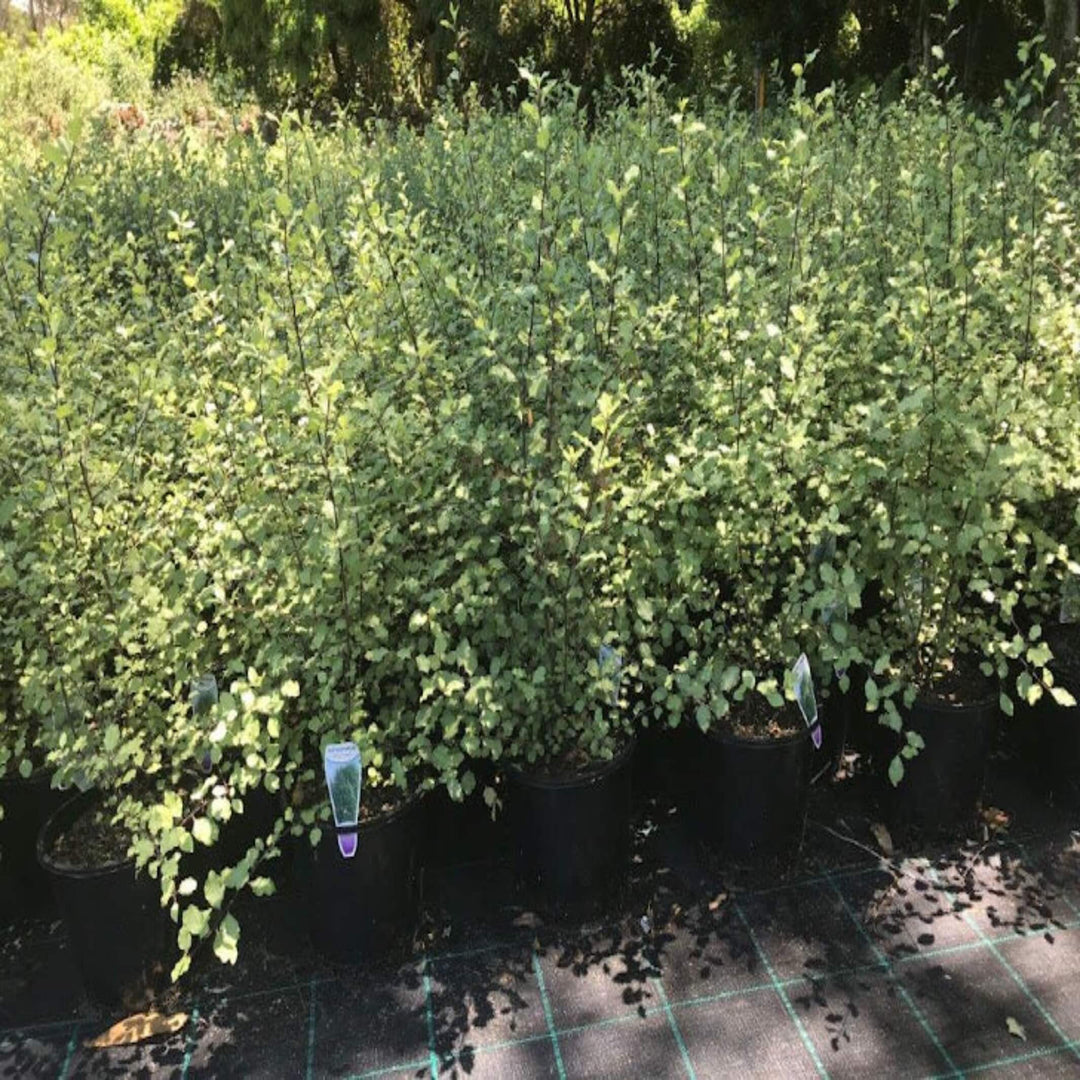 silver sheen shrub