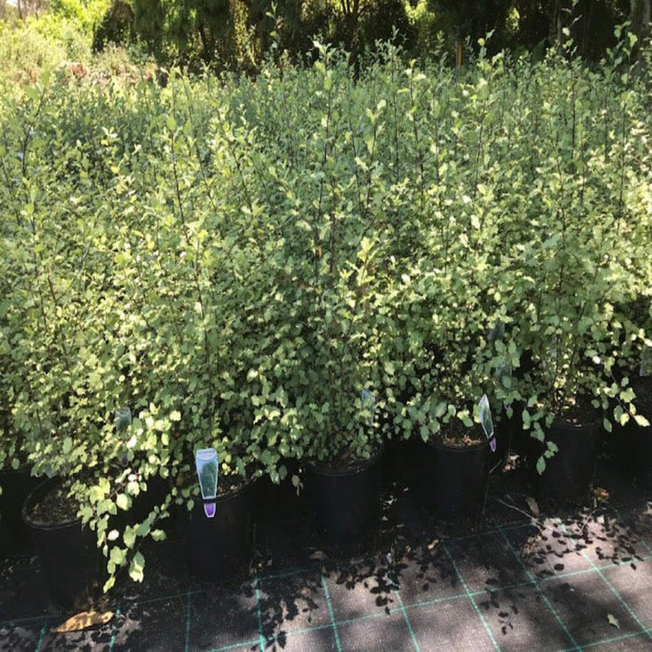 silver sheen shrub