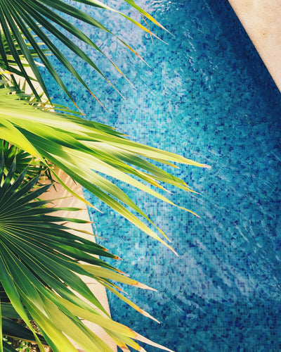 Best Plants for the Pool-side I Buy Plants
