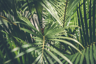 Palms I Plant Order Online