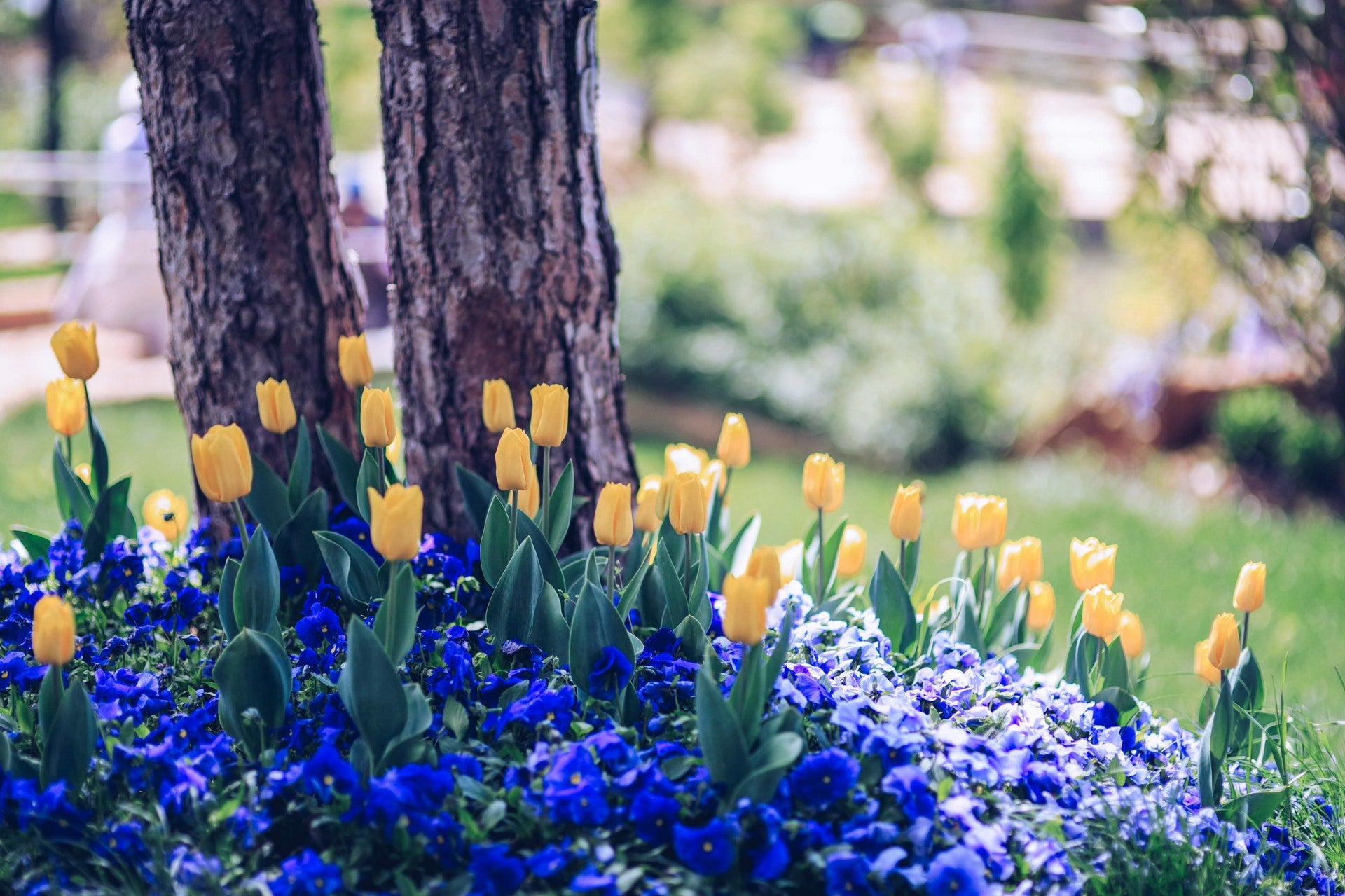 Flowering Plants