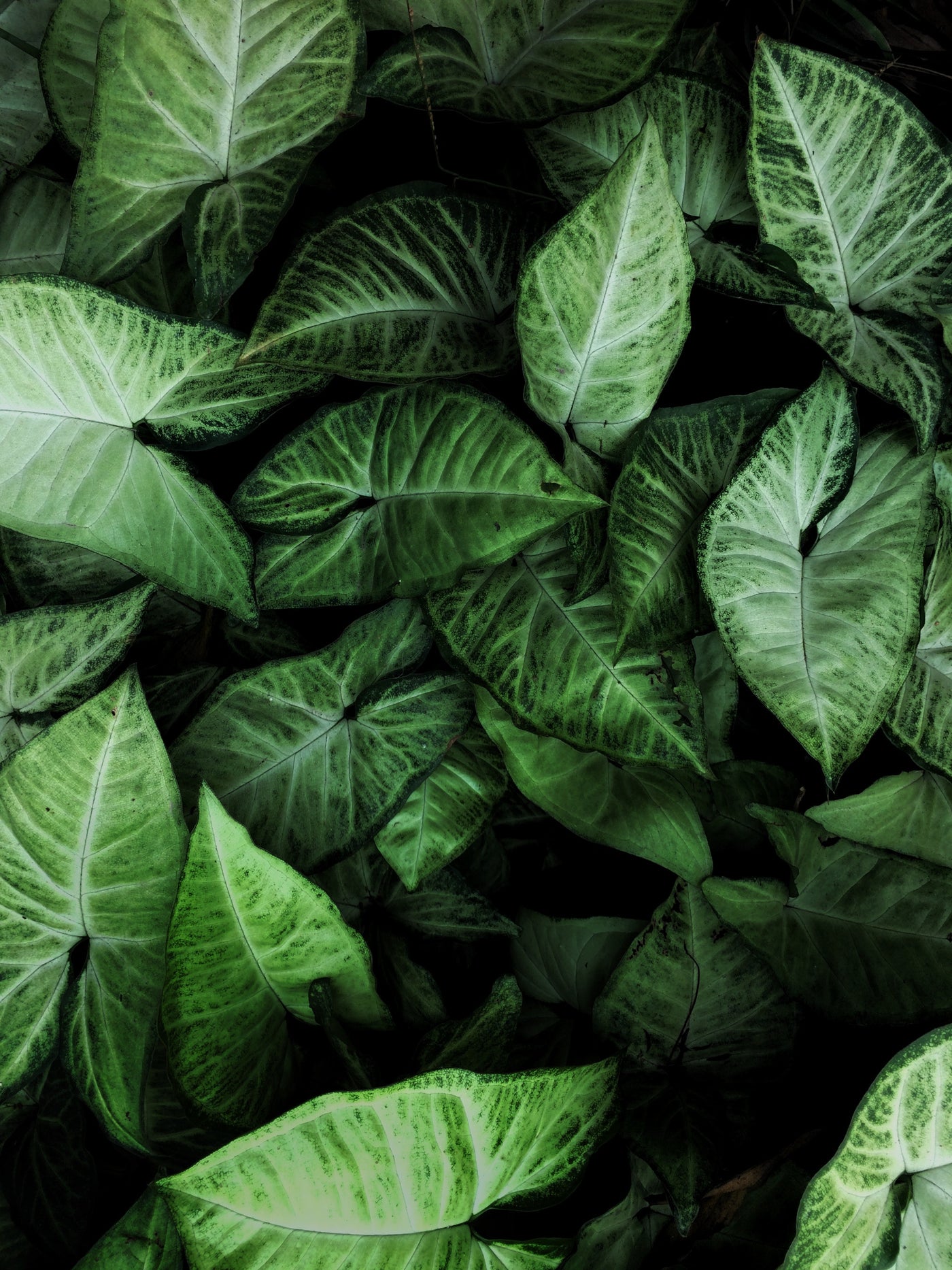 Syngonium - Easy care indoor plants