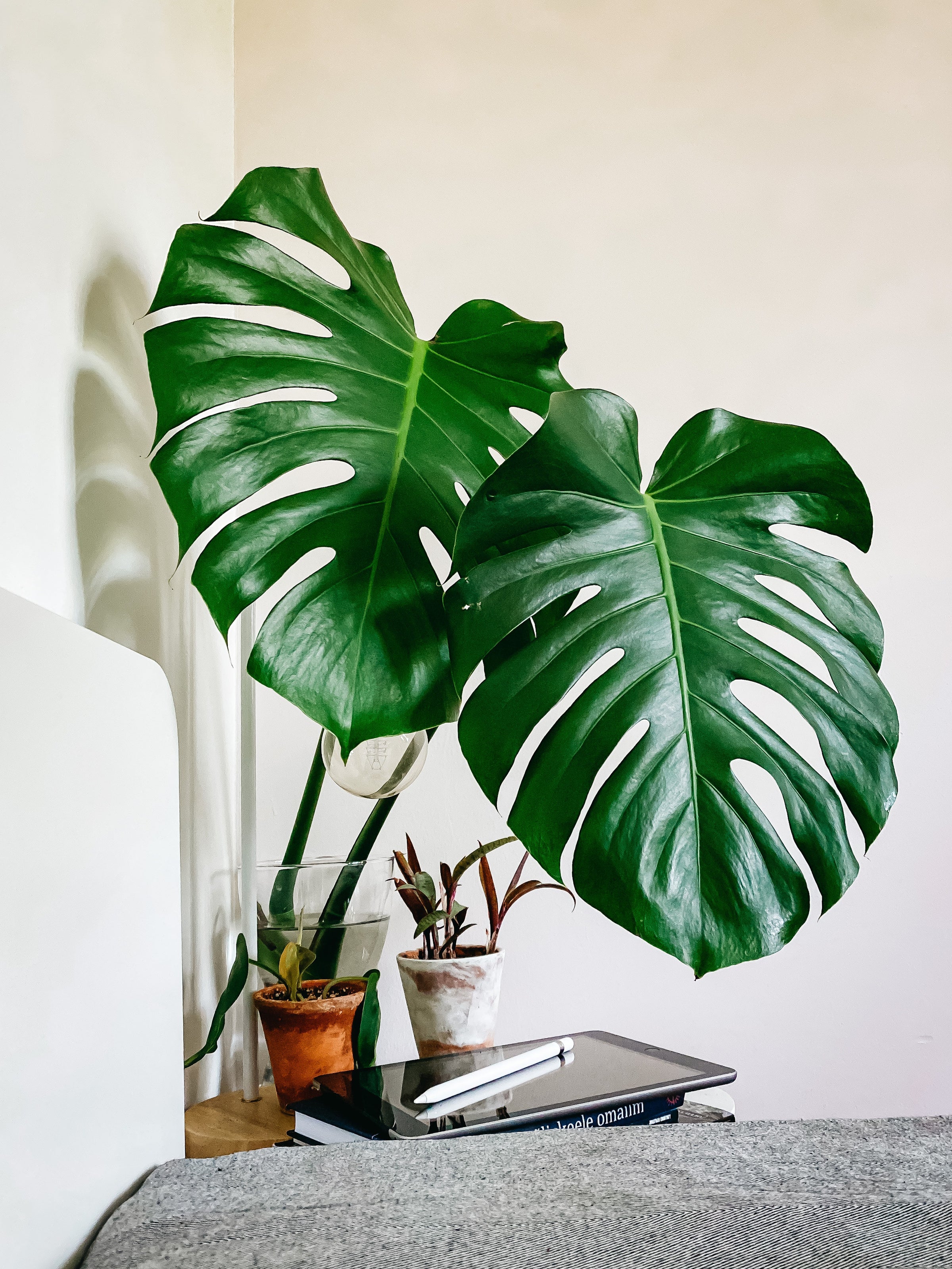 Low Maintenance Plants I Easy Care Plants