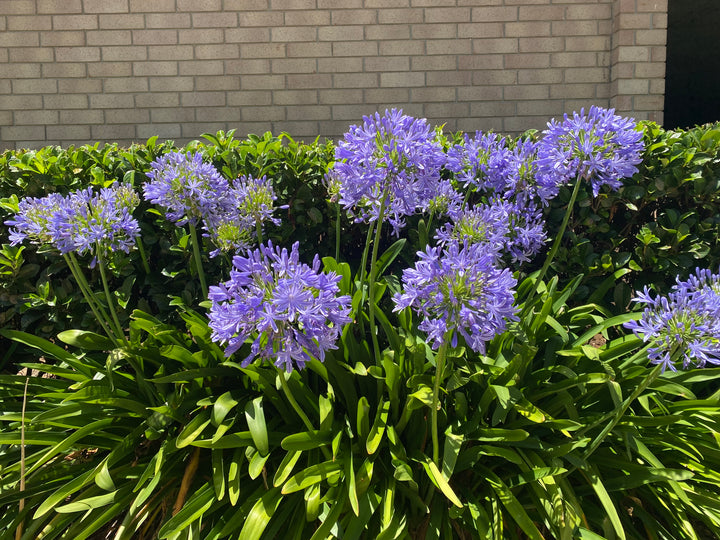Agapanthus - Blue & White Varieties