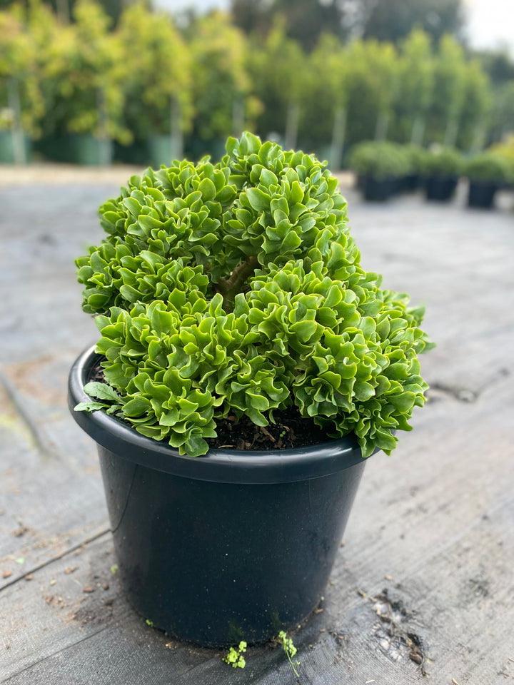 Crassula undulatifolia 'Max Cook'
