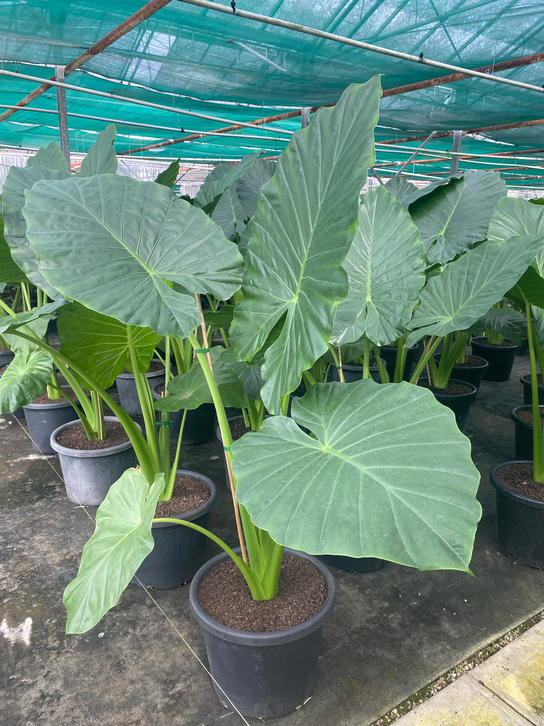 elephant ear plant bunnings Alocasia macrorrhizos (Giant Elephant Ear)