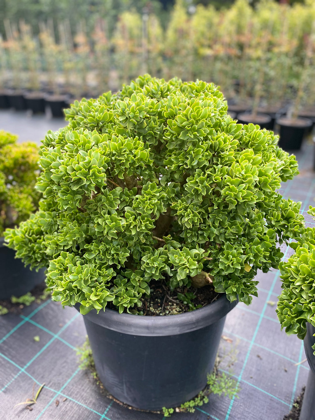 Crassula undulatifolia 'Max Cook'