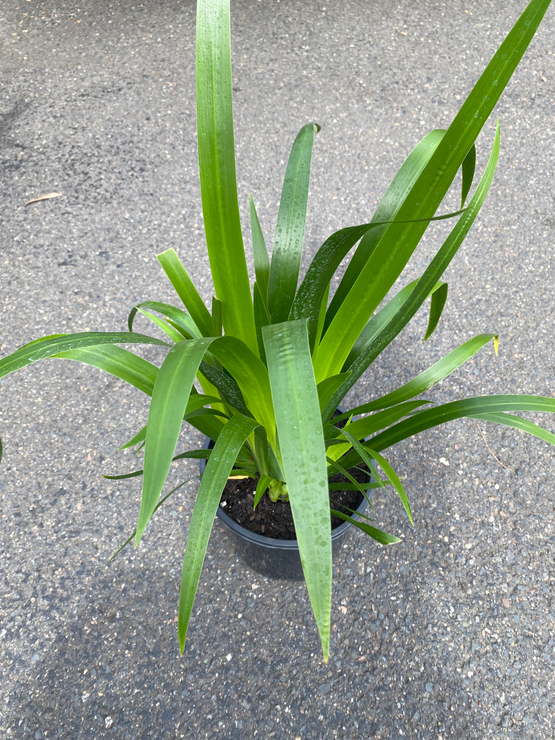 Neomarica caerulea (Indigo Blue)