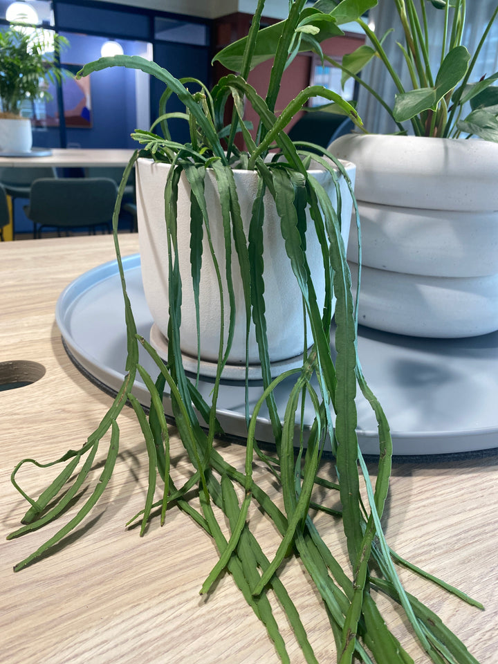Rhipsalis - mixed