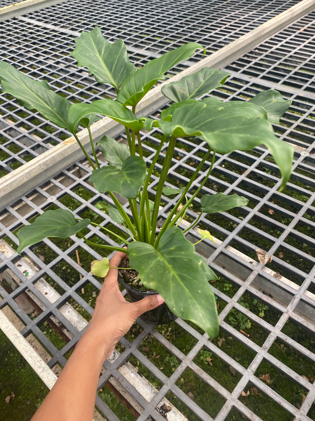 Philodendron xanadu