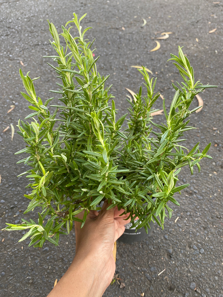 Rosmarinus officinalis 'Tuscan Blue'