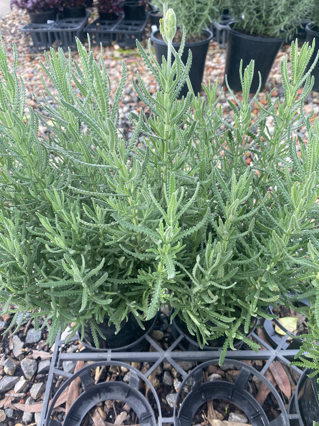 Lavandula dentata (French Lavender)
