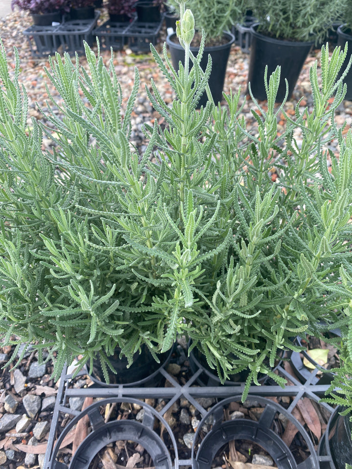 Lavandula dentata (French Lavender)