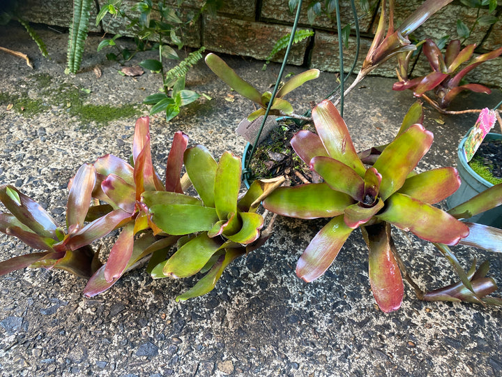 Neoregelia 'Fireball'