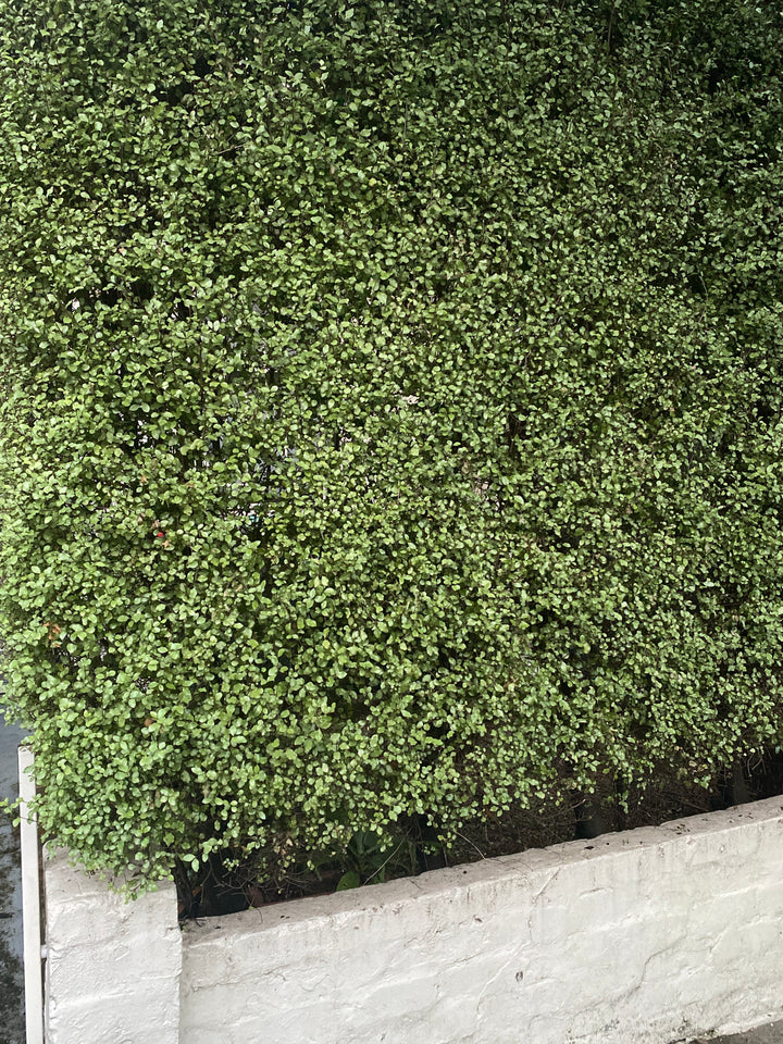 Pittosporum tenuifolium 'Silver Sheen'
