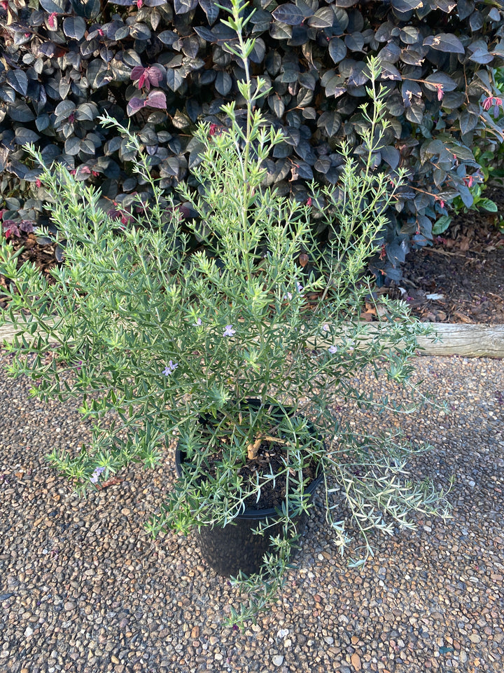 Westringia 'Wynyabbie Gem'