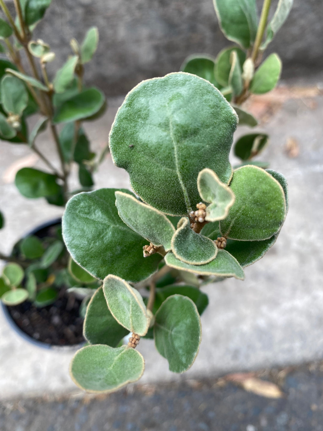 Correa alba – White Correa Plant