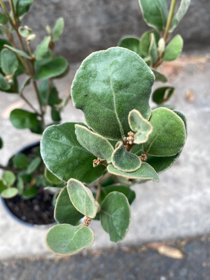 Correa alba – White Correa Plant