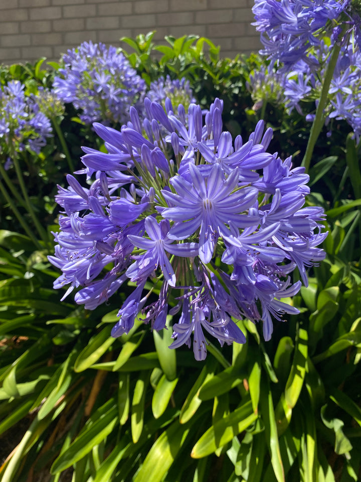 Agapanthus - Blue & White Varieties