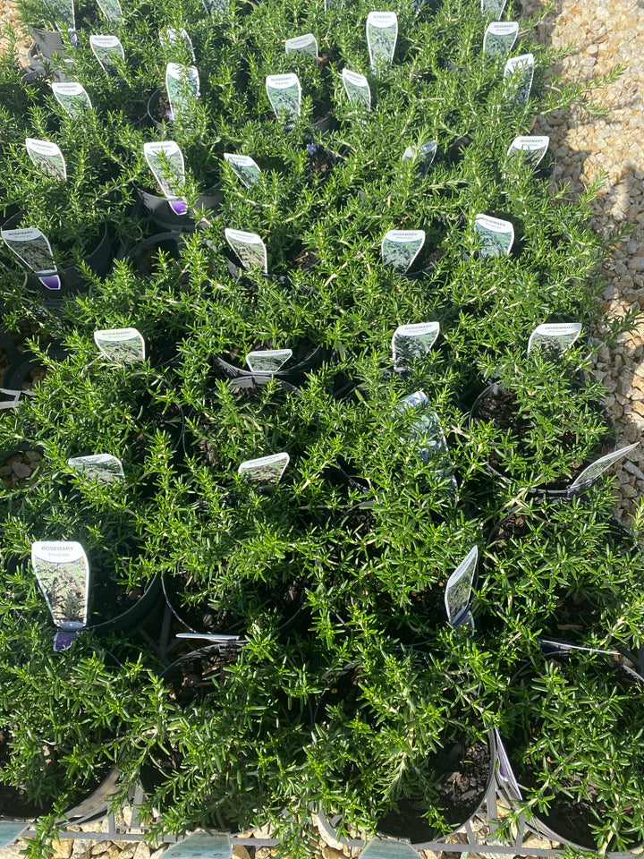 Rosmarinus officinalis 'Prostratus'