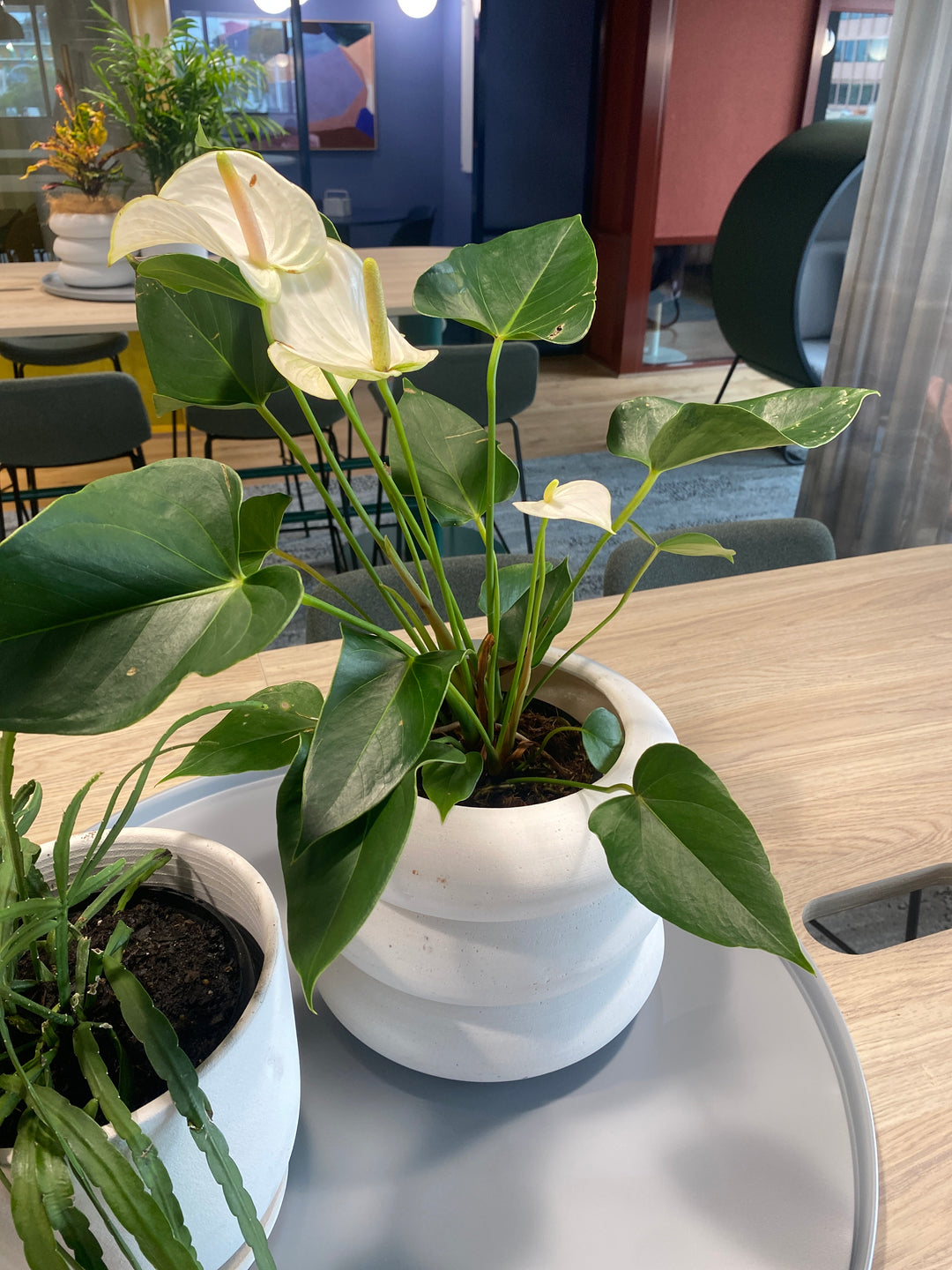anthurium andreanum mix Anthurium andreanum (Flamingo Flower)- The Australian Plant Shop