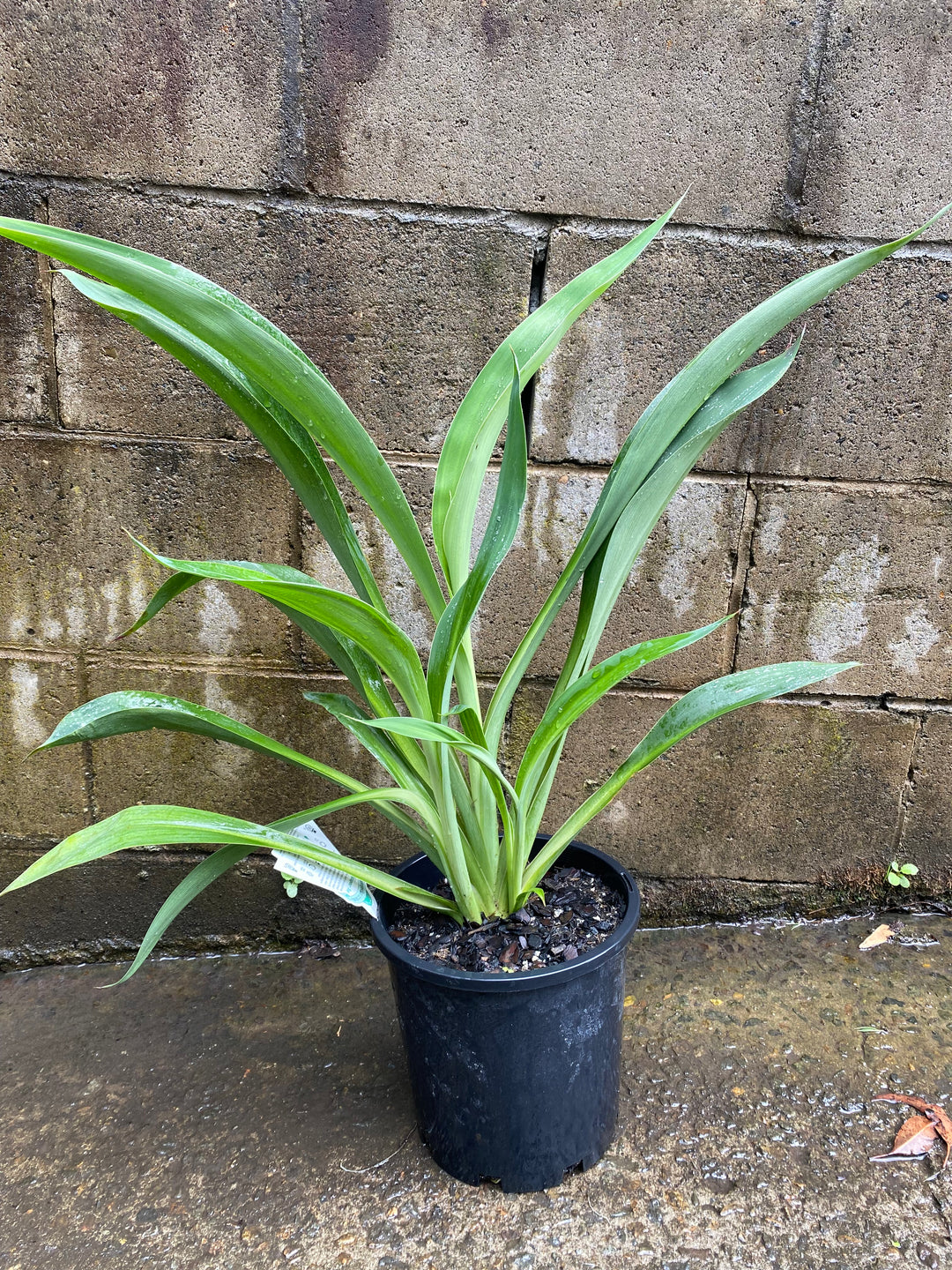 Arthropodium cirratum 'Matapouri Bay' (NZ Rock Lily)
