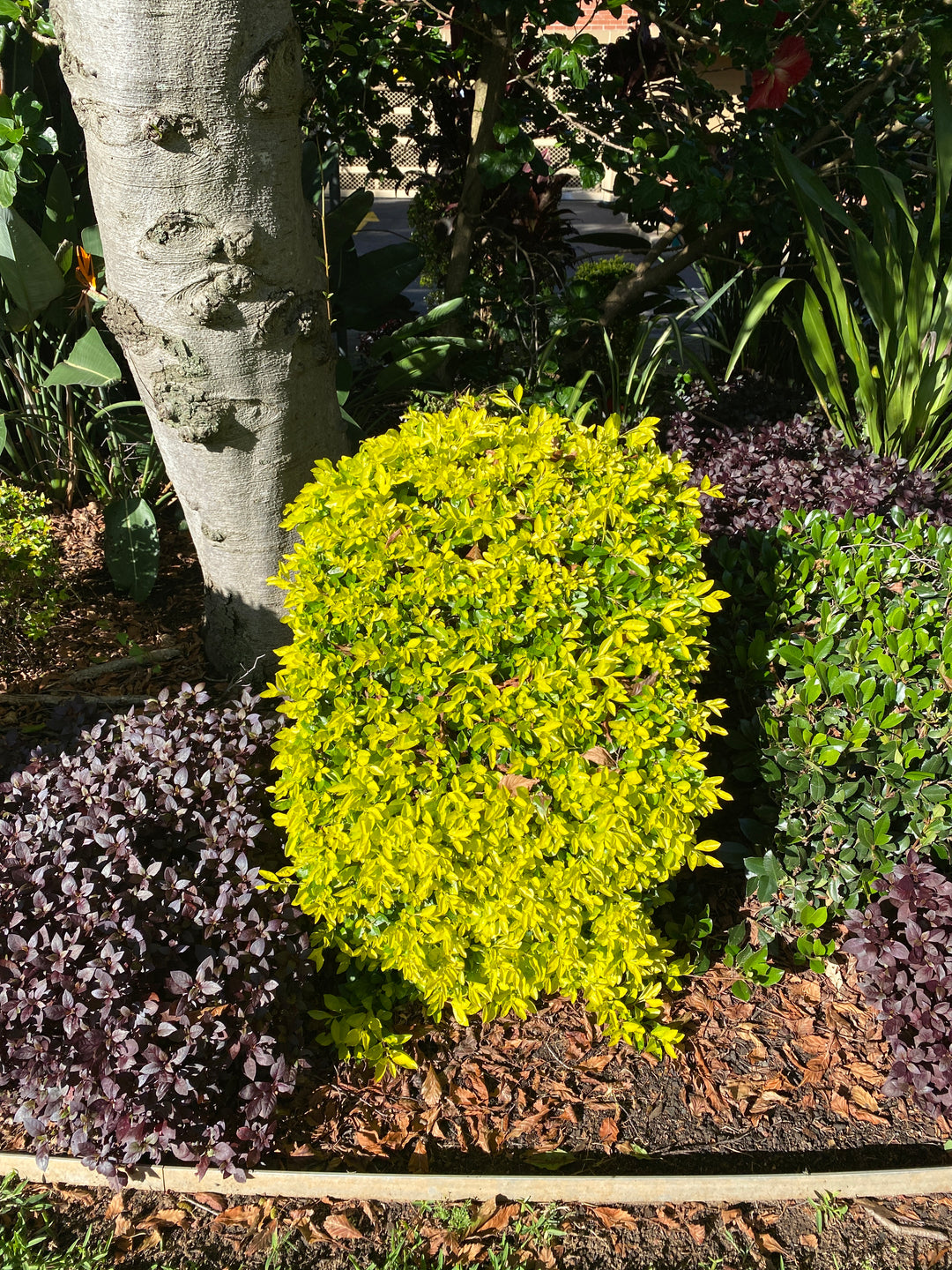 Duranta repens 'Sheena's Gold' (Golden Duranta)