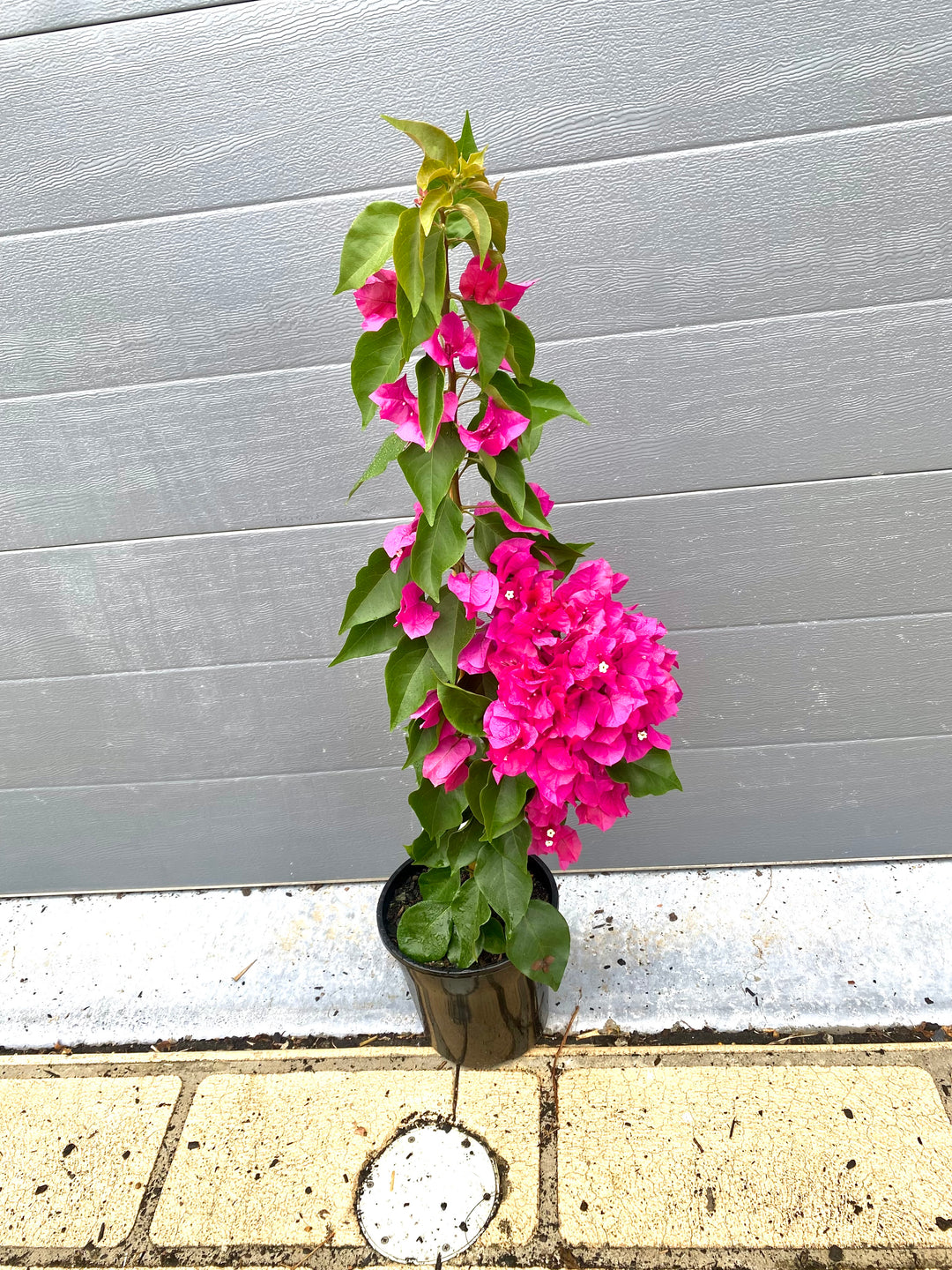 Bougainvillea glabra (Paperflower) - Multiple Colours