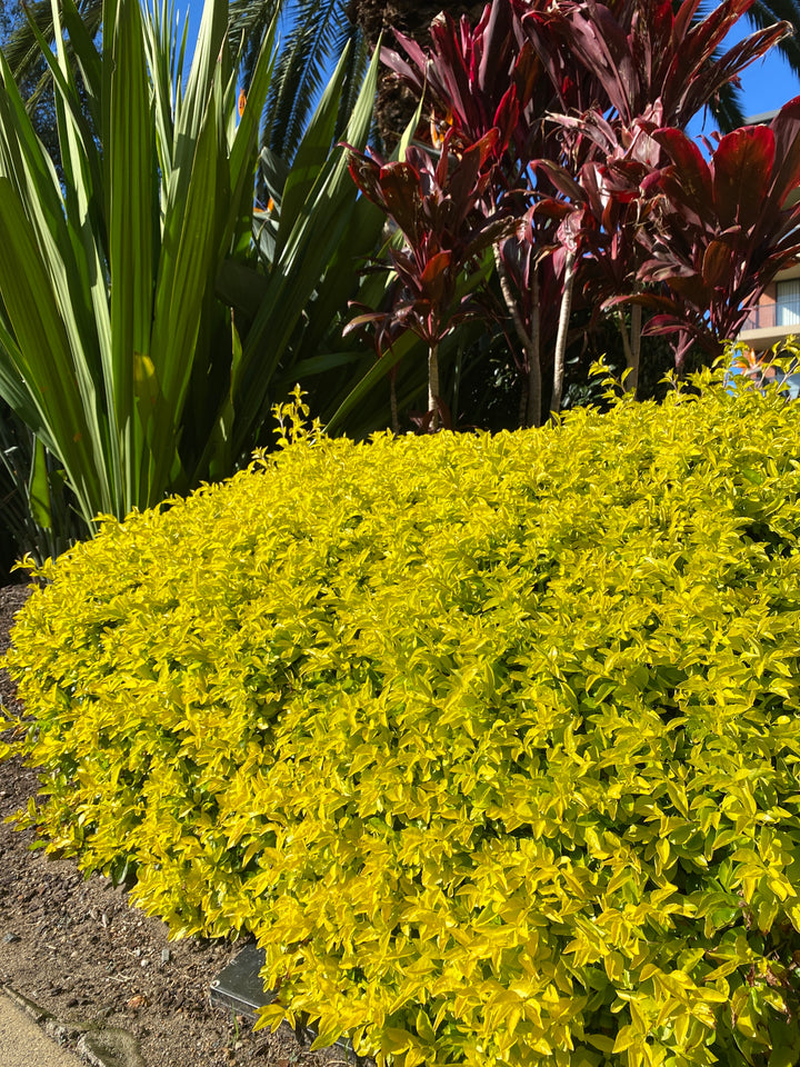 Duranta repens 'Sheena's Gold' (Golden Duranta)