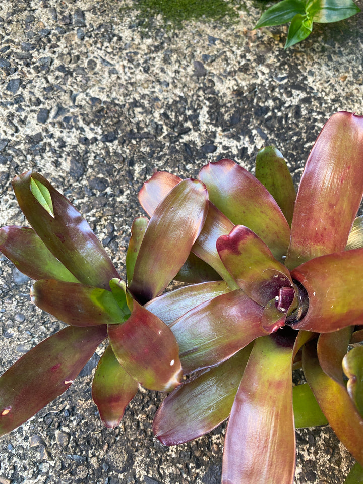Neoregelia 'Fireball'