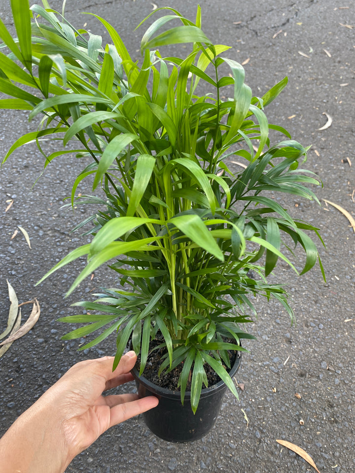 Chamaedorea elegans (Parlour palm)