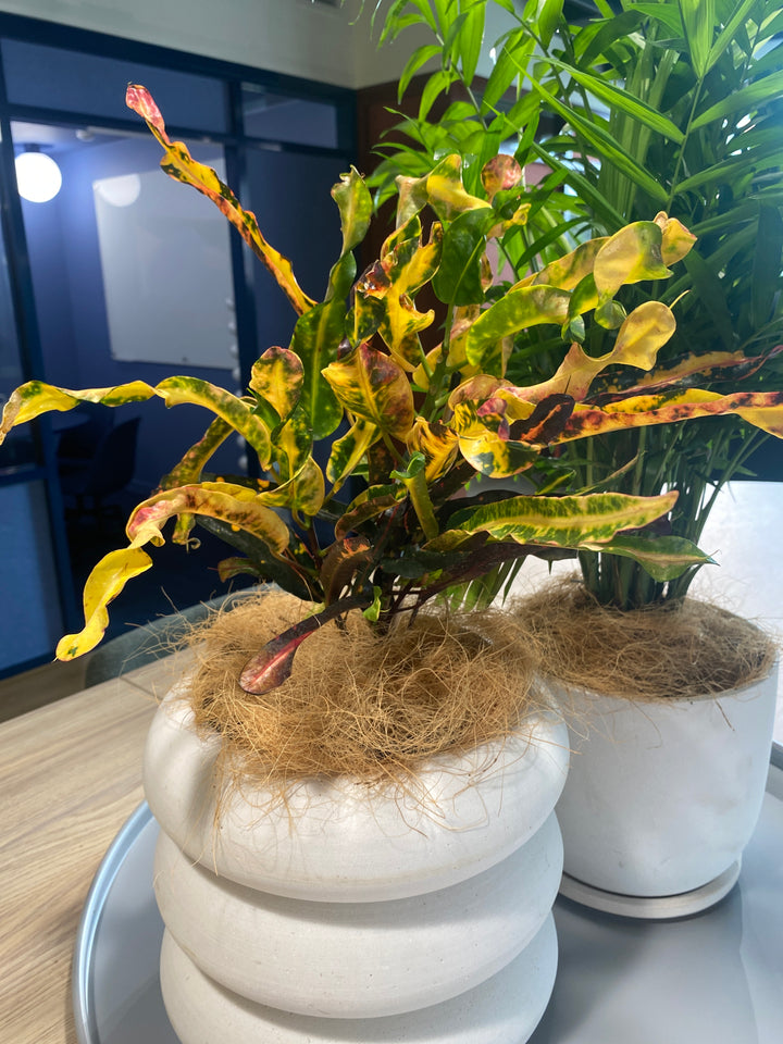 Codiaeum (Croton) - Assorted