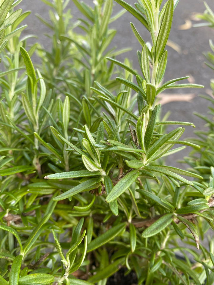 Rosmarinus officinalis 'Tuscan Blue'