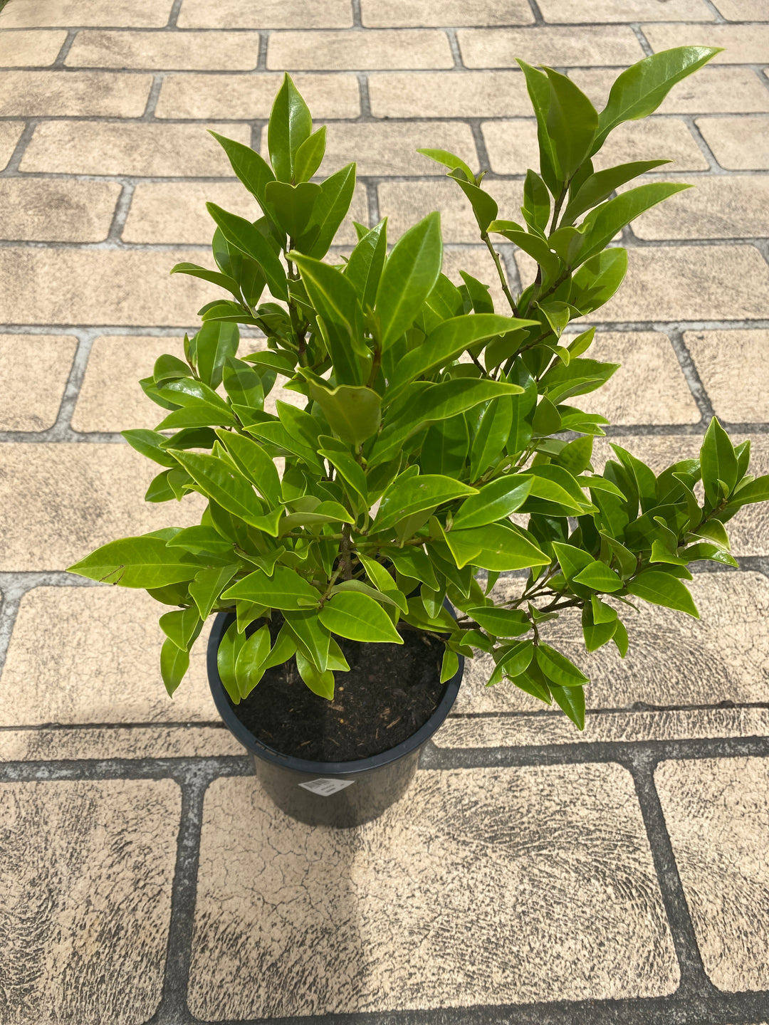 Michelia figo (Port wine magnolia)