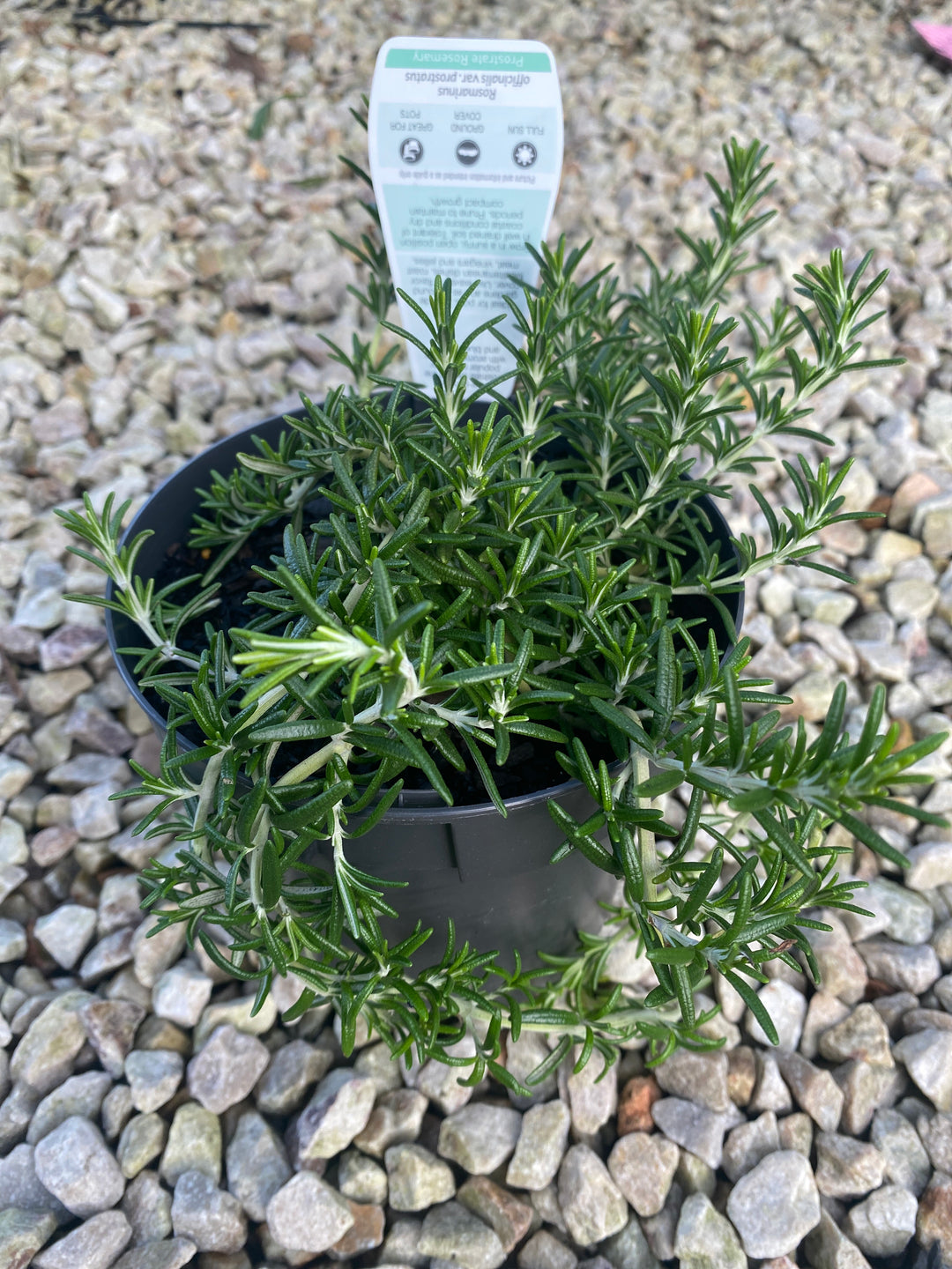 Rosmarinus officinalis 'Prostratus'
