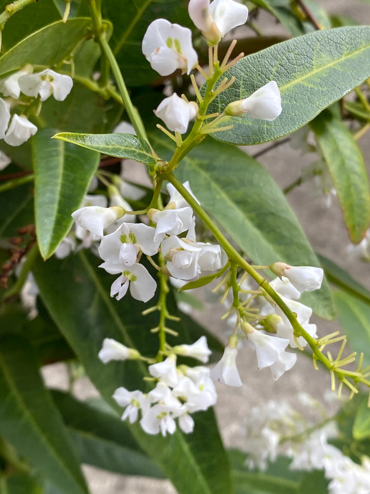 Hardenbergia violacea 'White Out'