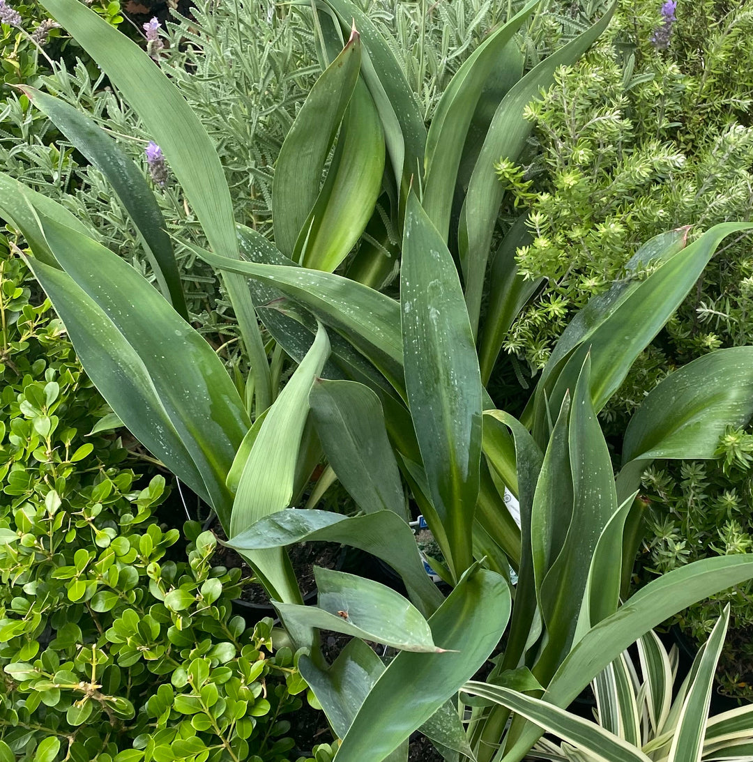 Arthropodium cirratum 'Matapouri Bay' (NZ Rock Lily)