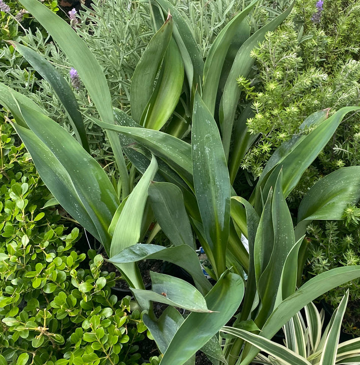 Arthropodium cirratum 'Matapouri Bay' (NZ Rock Lily)