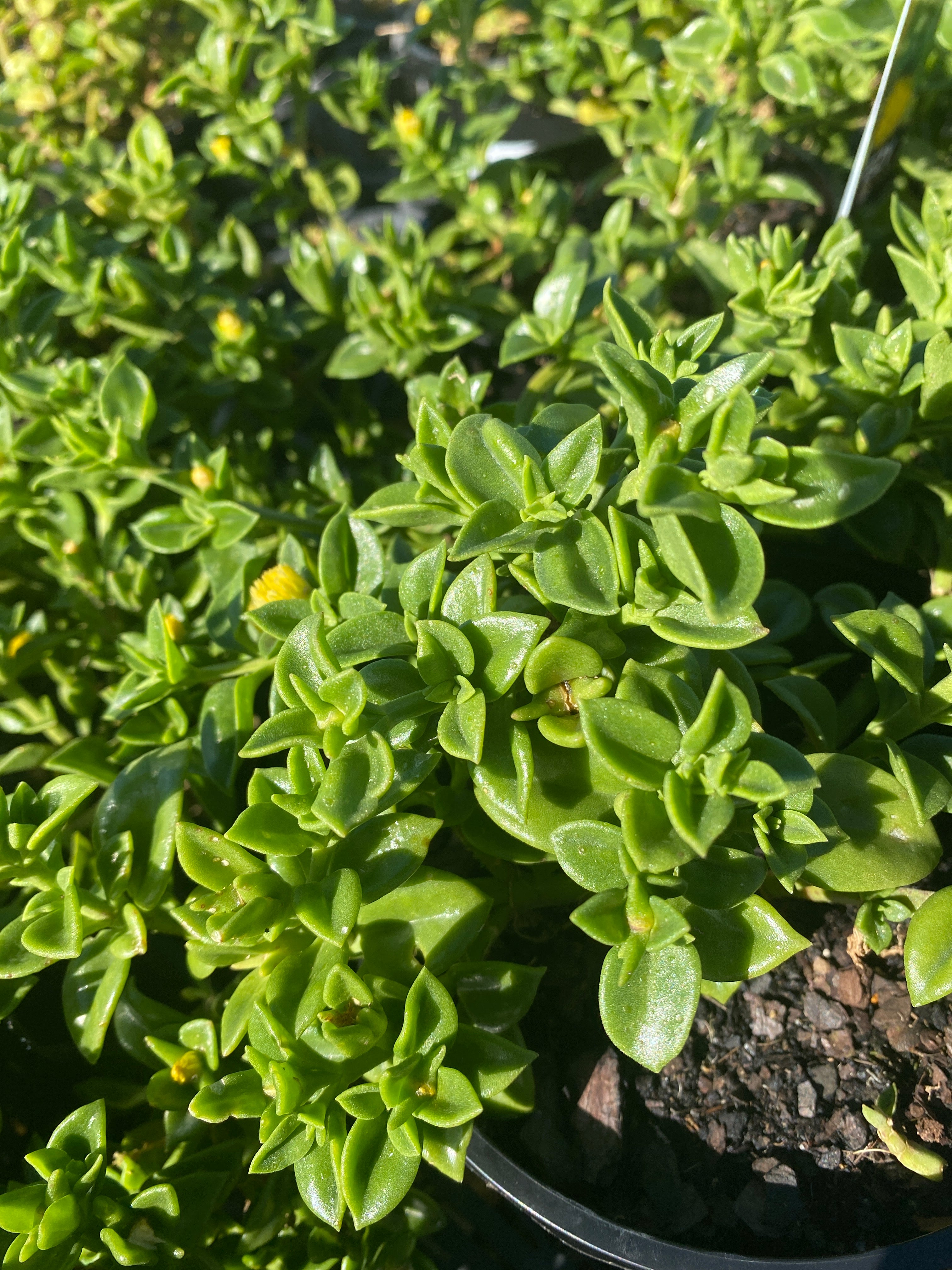 buy pineapple plant brisbane Anana bracteatus I Pineapple Plant