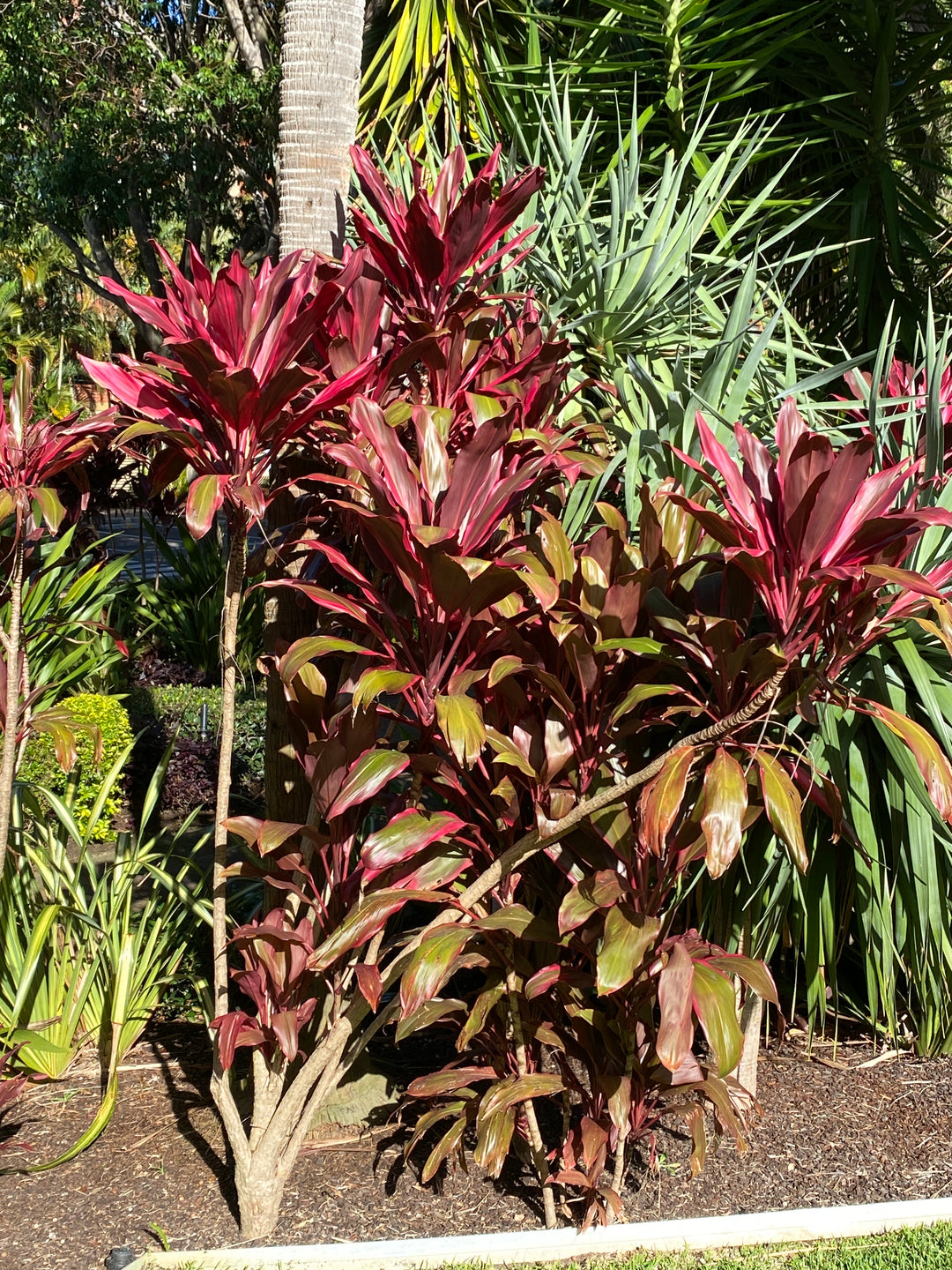 Cordyline fruticosa 'Rubra' (Red Cabbage Palm)