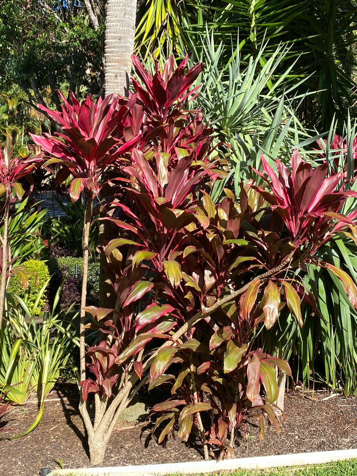 Cordyline fruticosa 'Rubra' (Red Cabbage Palm)