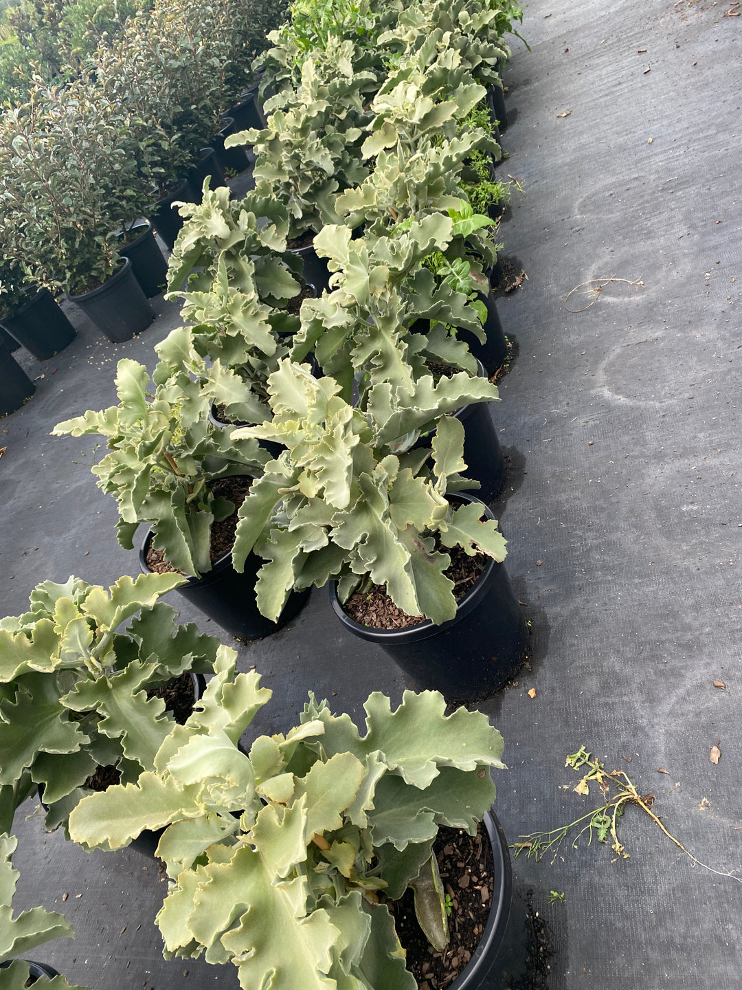 Kalanchoe beharensis