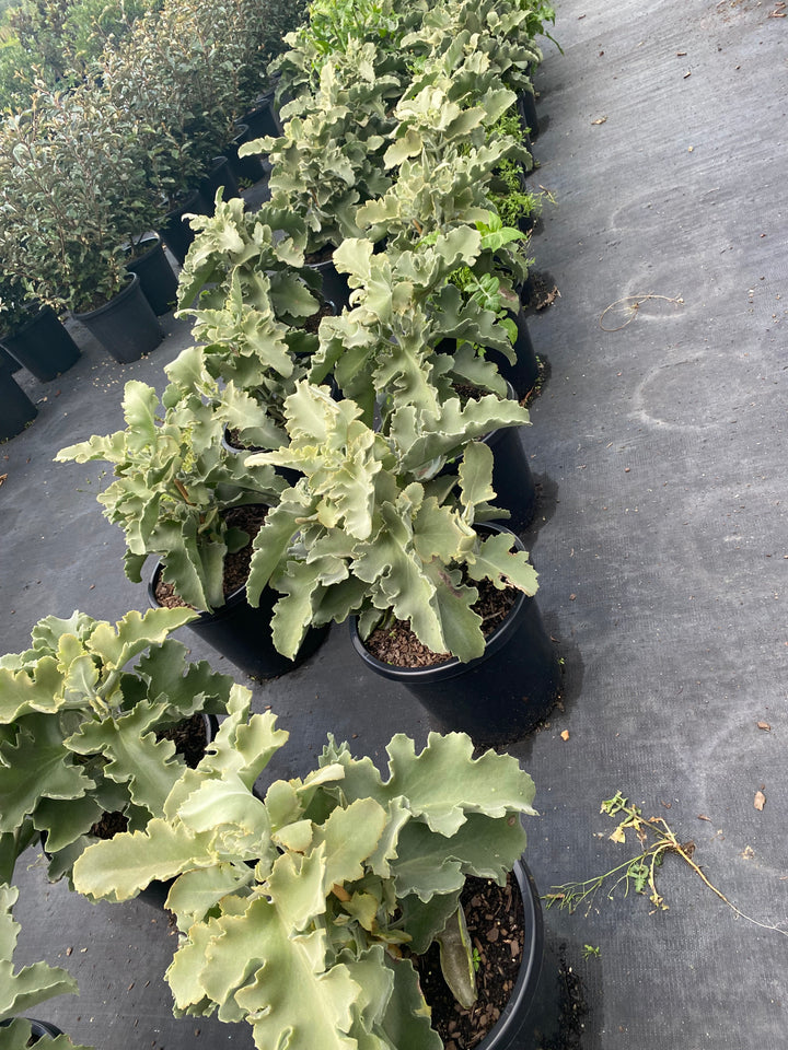Kalanchoe beharensis