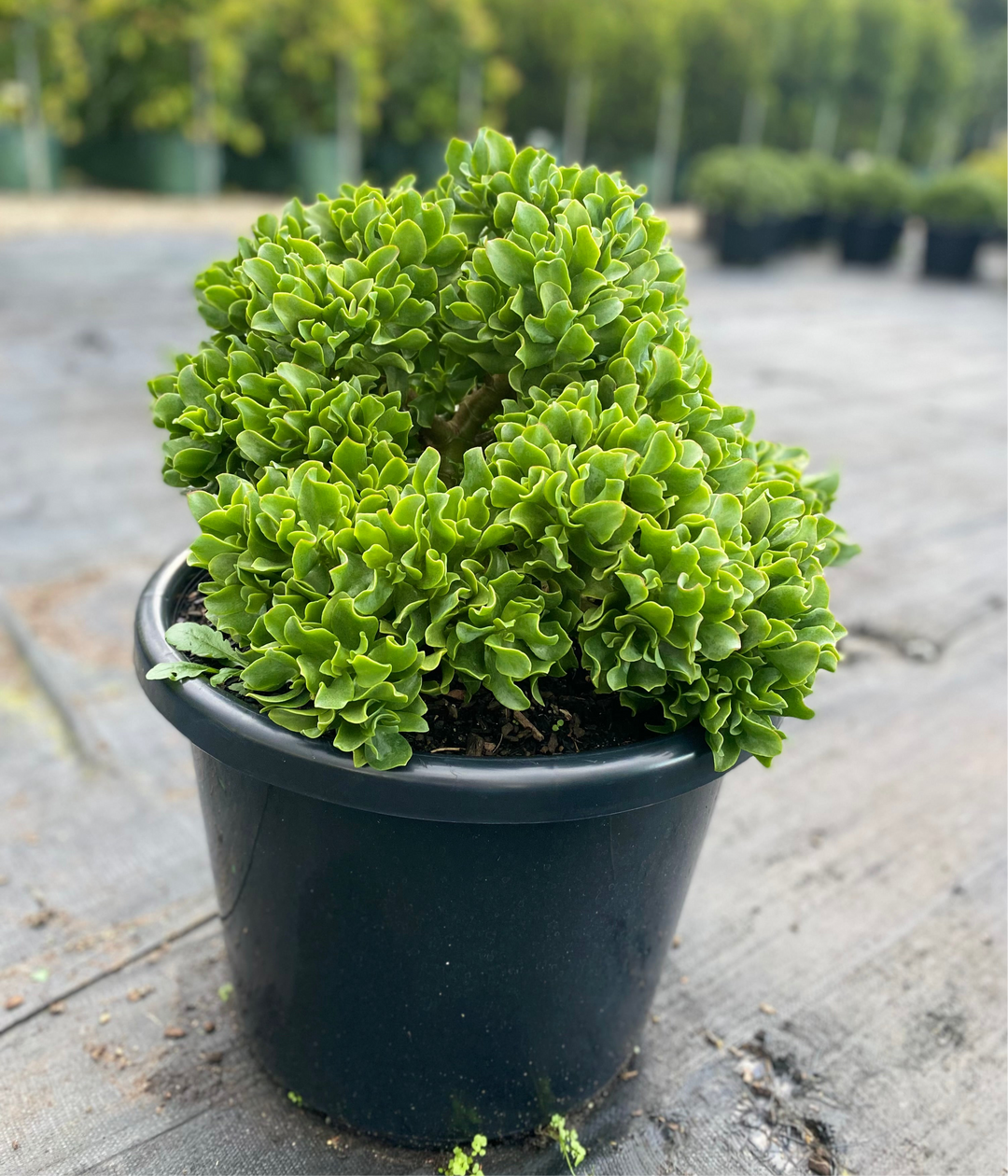 Crassula undulatifolia 'Max Cook'