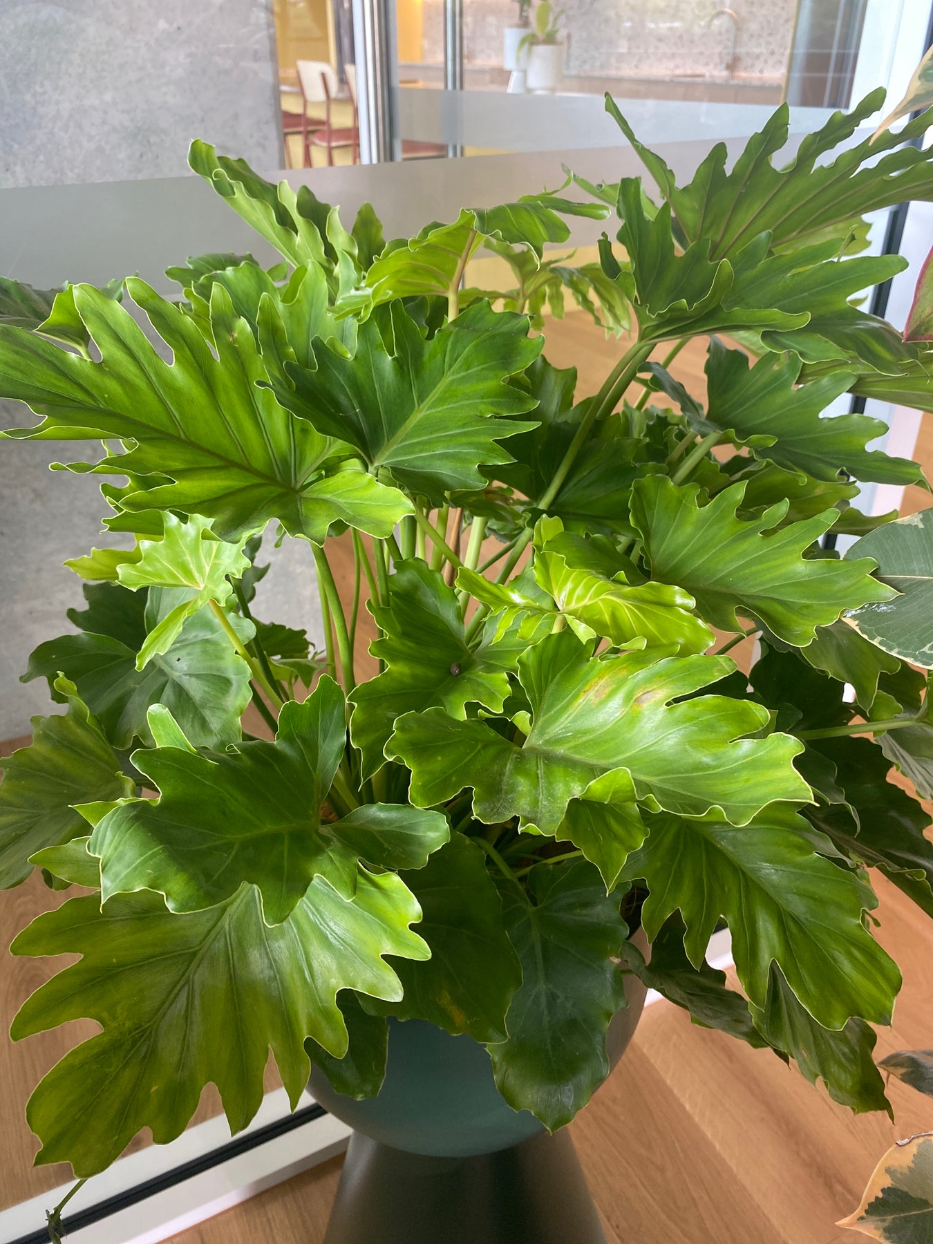 philodendron hope height Philodendron 'Hope'- The Australian Plant Shop