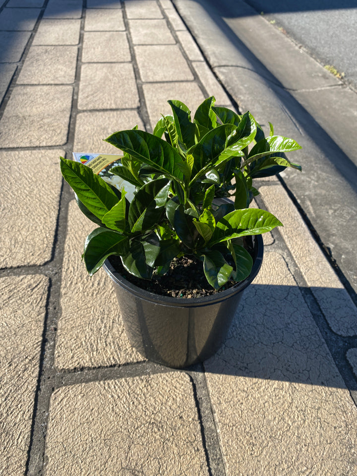Gardenia Augusta Magnifica